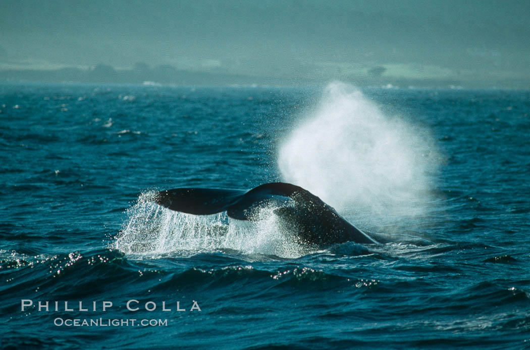 Gray whale. Monterey, California, USA, Eschrichtius robustus, natural history stock photograph, photo id 01183