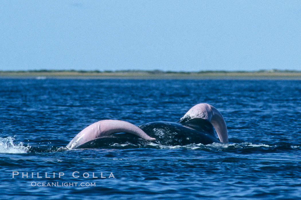 Gray whales, two males both with extended penis during courtship socialization, Laguna San Ignacio. San Ignacio Lagoon, Baja California, Mexico, Eschrichtius robustus, natural history stock photograph, photo id 06431