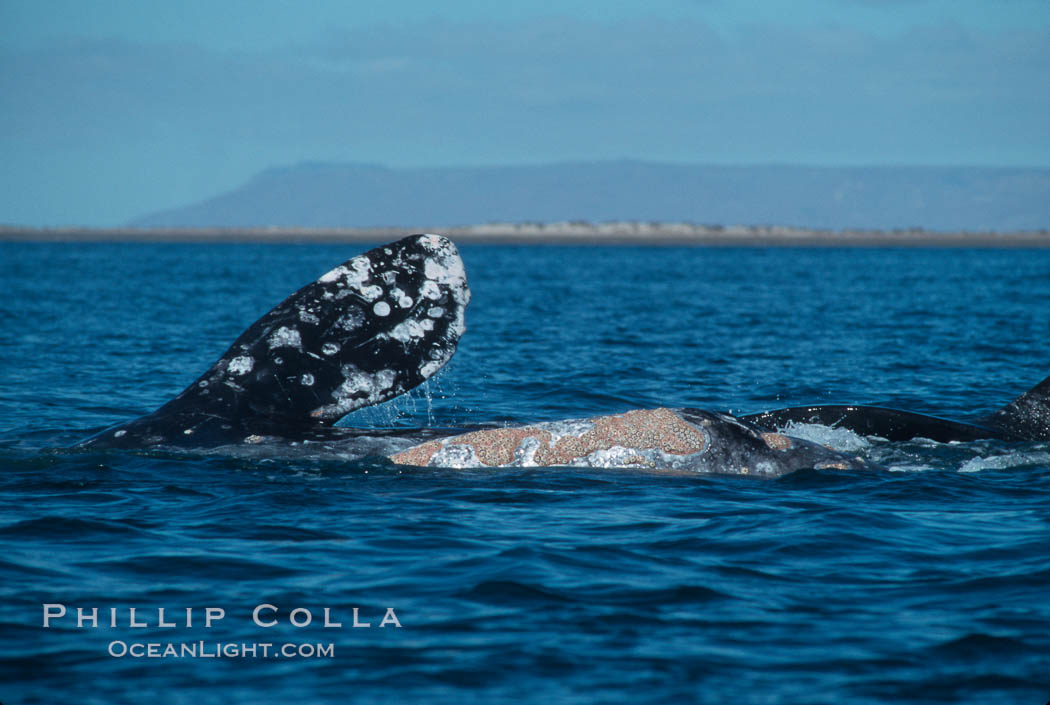 Courting gray whales, Laguna San Ignacio. San Ignacio Lagoon, Baja California, Mexico, Eschrichtius robustus, natural history stock photograph, photo id 03393