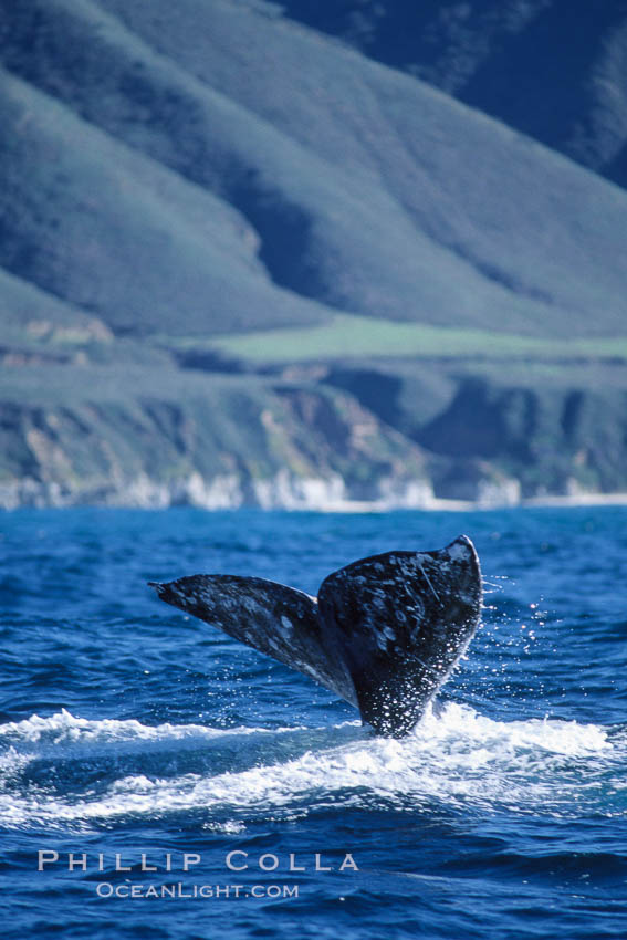 Gray whale, raising fluke to dive. Big Sur, California, USA, Eschrichtius robustus, natural history stock photograph, photo id 05781