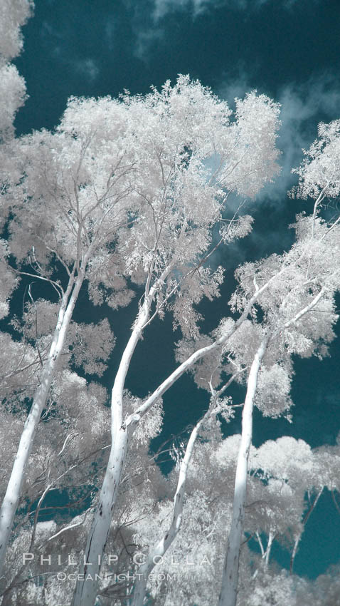 Eucalyptus trees and sky