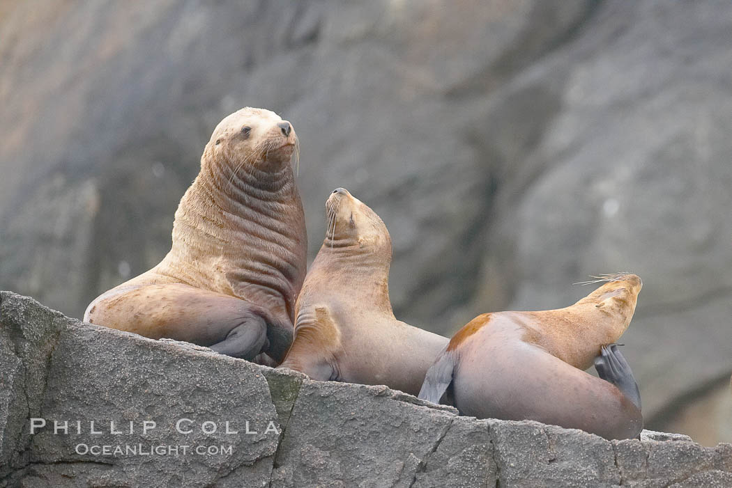 Steller sea lions (Northern sea lions) gather on rocks.  Steller sea lions are the largest members of the Otariid (eared seal) family.  Males can weigh up to 2400 lb, females up to 770 lb, Eumetopias jubatus, Chiswell Islands, Kenai Fjords National Park, Alaska