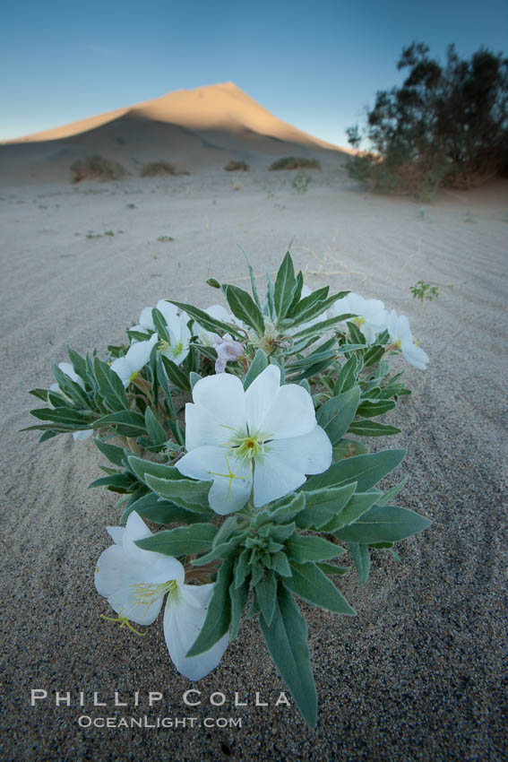 Eureka Valley Dune Evening Primrose.  A federally endangered plant, Oenothera californica eurekensis is a perennial herb that produces white flowers from April to June. These flowers turn red as they age. The Eureka Dunes evening-primrose is found only in the southern portion of Eureka Valley Sand Dunes system in Indigo County, California. Death Valley National Park, USA, Oenothera californica eurekensis, Oenothera deltoides, natural history stock photograph, photo id 25237