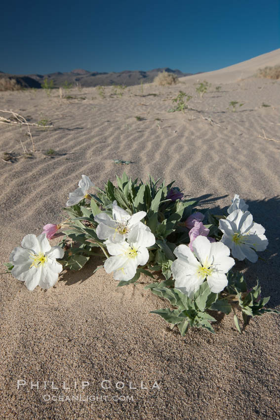 Eureka Valley Dune Evening Primrose.  A federally endangered plant, Oenothera californica eurekensis is a perennial herb that produces white flowers from April to June. These flowers turn red as they age. The Eureka Dunes evening-primrose is found only in the southern portion of Eureka Valley Sand Dunes system in Indigo County, California. Death Valley National Park, USA, Oenothera californica eurekensis, Oenothera deltoides, natural history stock photograph, photo id 25341