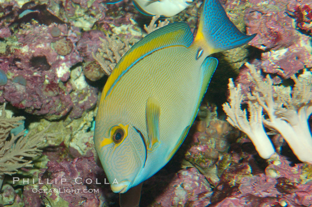 Eyestripe surgeonfish., Acanthurus dussumieri, natural history stock photograph, photo id 08718