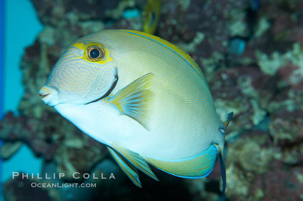 Eyestripe surgeonfish., Acanthurus dussumieri, natural history stock photograph, photo id 11782