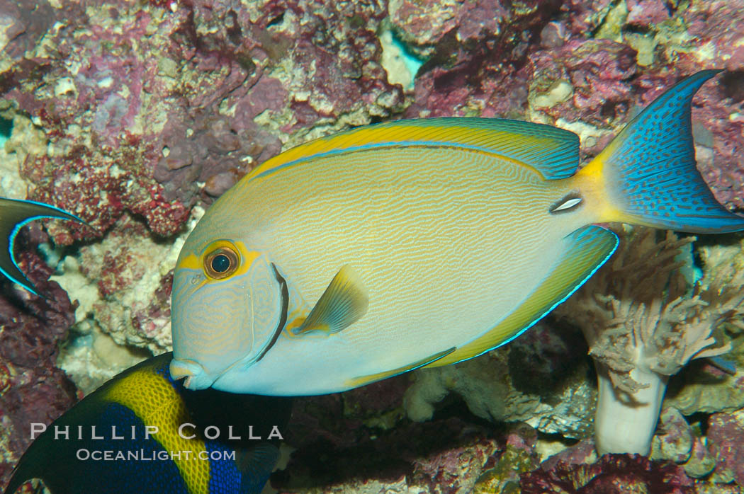 Eyestripe surgeonfish., Acanthurus dussumieri, natural history stock photograph, photo id 08719