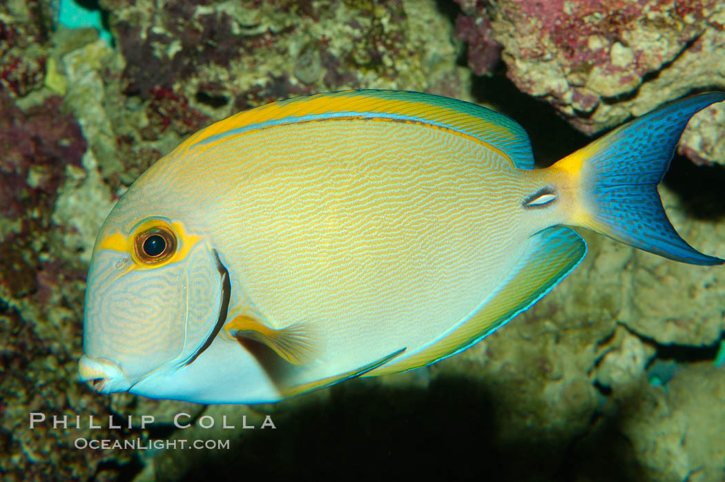 Eyestripe surgeonfish., Acanthurus dussumieri, natural history stock photograph, photo id 08717