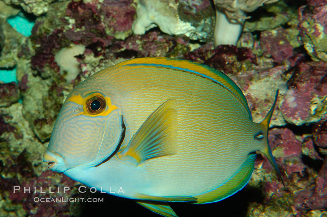 Eyestripe surgeonfish., Acanthurus dussumieri, natural history stock photograph, photo id 08721