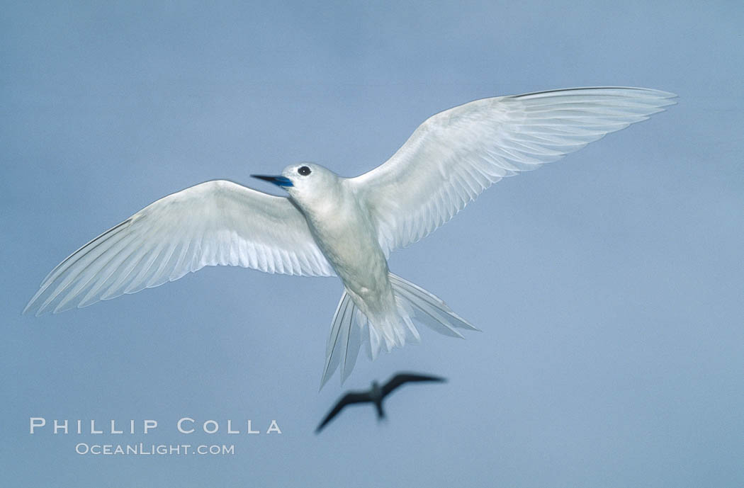 White (or fairy) tern. Rose Atoll National Wildlife Sanctuary, American Samoa, USA, Gygis alba, natural history stock photograph, photo id 00865