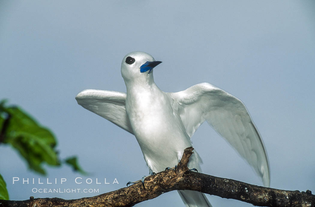 White (or fairy) tern. Rose Atoll National Wildlife Sanctuary, American Samoa, USA, Gygis alba, natural history stock photograph, photo id 00869