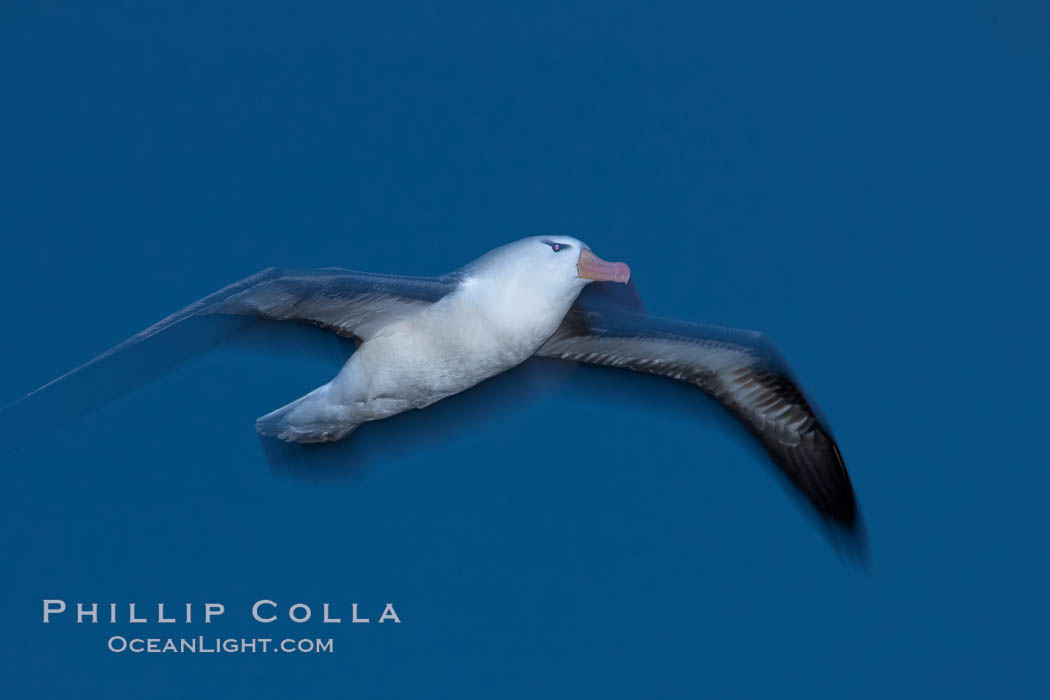 Black-browed albatross in flight, at sea.  The black-browed albatross is a medium-sized seabird at 31-37" long with a 79-94" wingspan and an average weight of 6.4-10 lb. They have a natural lifespan exceeding 70 years. They breed on remote oceanic islands and are circumpolar, ranging throughout the Southern Oceanic. Falkland Islands, United Kingdom, Thalassarche melanophrys, natural history stock photograph, photo id 24014