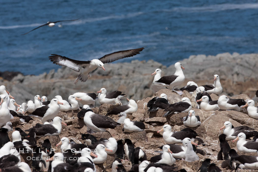 Black-browed albatross in flight, over the enormous colony at Steeple Jason Island in the Falklands. Falkland Islands, United Kingdom, Thalassarche melanophrys, natural history stock photograph, photo id 24142