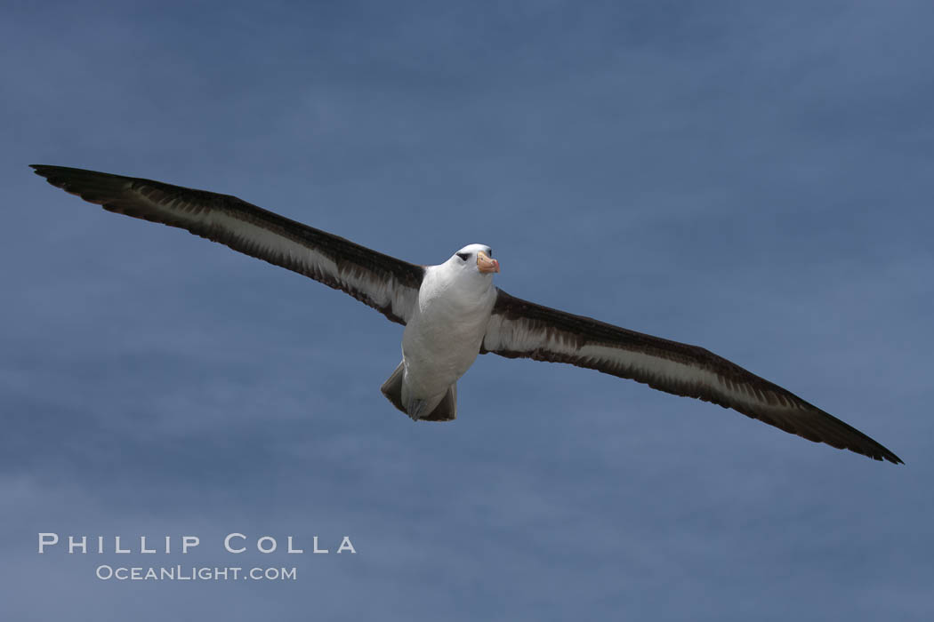 Black-browed albatross in flight, against a blue sky.  Black-browed albatrosses have a wingspan reaching up to 8', weigh up to 10 lbs and can live 70 years.  They roam the open ocean for food and return to remote islands for mating and rearing their chicks. Steeple Jason Island, Falkland Islands, United Kingdom, Thalassarche melanophrys, natural history stock photograph, photo id 24146
