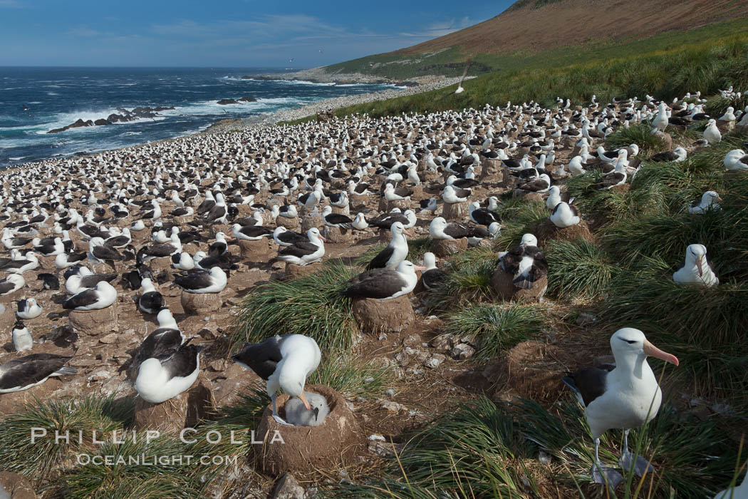 Black-browed albatross colony on Steeple Jason Island in the Falklands.  This is the largest breeding colony of black-browed albatrosses in the world, numbering in the hundreds of thousands of breeding pairs.  The albatrosses lay eggs in September and October, and tend a single chick that will fledge in about 120 days. Falkland Islands, United Kingdom, Thalassarche melanophrys, natural history stock photograph, photo id 24160