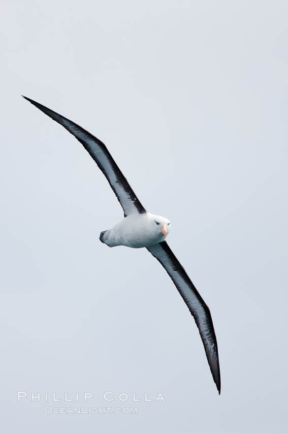 Black-browed albatross, in flight. Scotia Sea, Southern Ocean, Thalassarche melanophrys, natural history stock photograph, photo id 24732