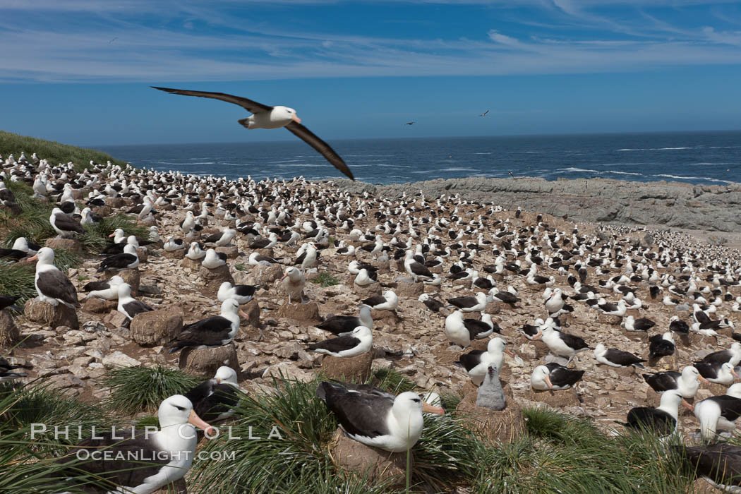 Black-browed albatross in flight, over the enormous colony at Steeple Jason Island in the Falklands. Falkland Islands, United Kingdom, Thalassarche melanophrys, natural history stock photograph, photo id 24223