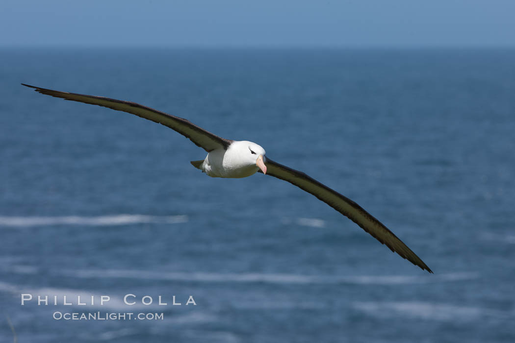 Black-browed albatross, in flight over the ocean.  The wingspan of the black-browed albatross can reach 10', it can weigh up to 10 lbs and live for as many as 70 years. Steeple Jason Island, Falkland Islands, United Kingdom, Thalassarche melanophrys, natural history stock photograph, photo id 24235