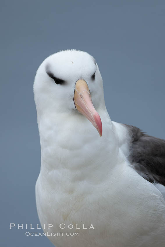 Black-browed albatross. Westpoint Island, Falkland Islands, United Kingdom, Thalassarche melanophrys, natural history stock photograph, photo id 23941