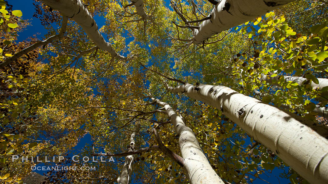 Aspen trees, with leaves changing from green to yellow in autumn, branches stretching skyward, a forest. Bishop Creek Canyon Sierra Nevada Mountains, California, USA, Populus tremuloides, natural history stock photograph, photo id 26085