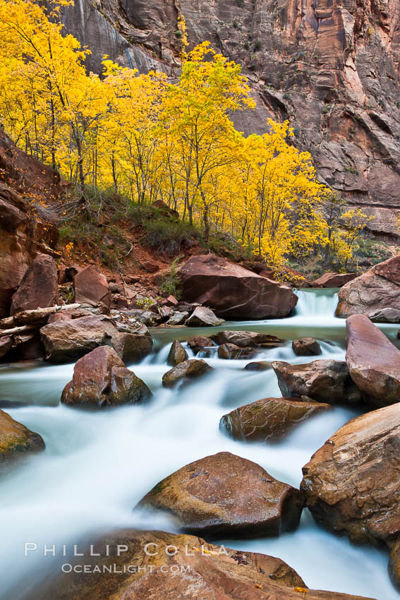 The Virgin River flows by autumn cottonwood trees, part of the Virgin River Narrows.  This is a fantastic hike in fall with the comfortable temperatures, beautiful fall colors and light crowds. Zion National Park, Utah, USA, natural history stock photograph, photo id 26101