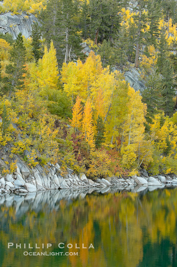 Aspen trees display Eastern Sierra fall colors, Lake Sabrina, Bishop Creek Canyon., Populus tremuloides, natural history stock photograph, photo id 17570