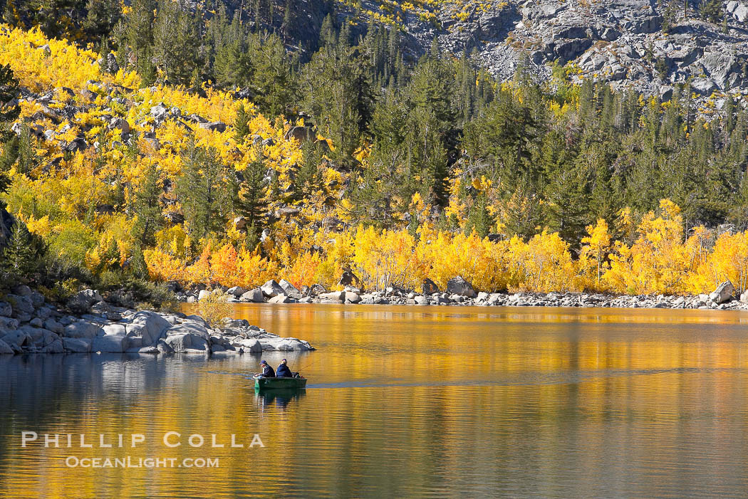 Aspen trees display Eastern Sierra fall colors, Lake Sabrina, Bishop Creek Canyon., Populus tremuloides, natural history stock photograph, photo id 17548
