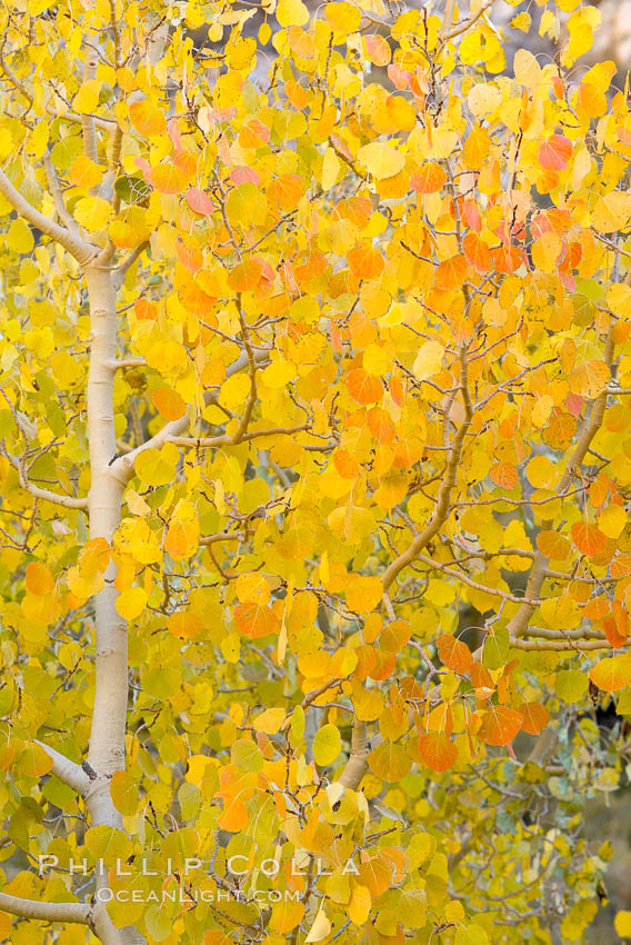 Aspen trees display Eastern Sierra fall colors, Lake Sabrina, Bishop Creek Canyon, Populus tremuloides, Bishop Creek Canyon, Sierra Nevada Mountains