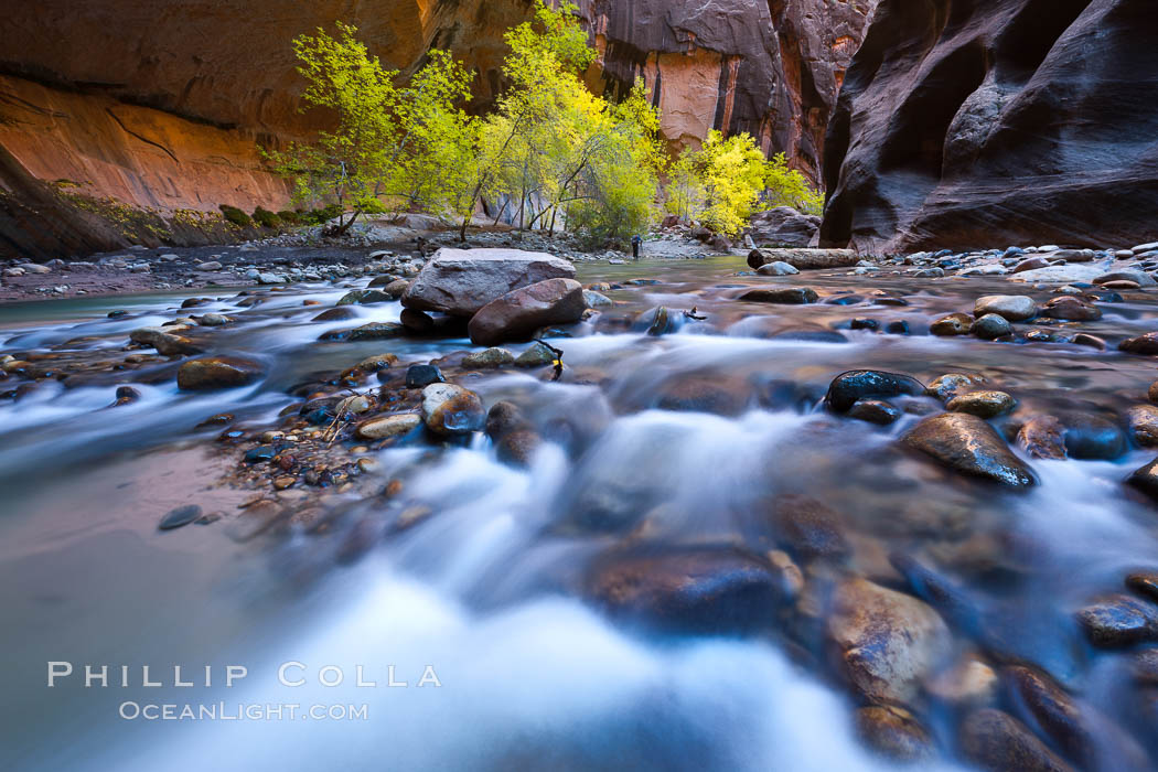 Cottonwood trees along the Virgin River, with flowing water and sandstone walls, in fall. Virgin River Narrows, Zion National Park, Utah, USA, natural history stock photograph, photo id 26104
