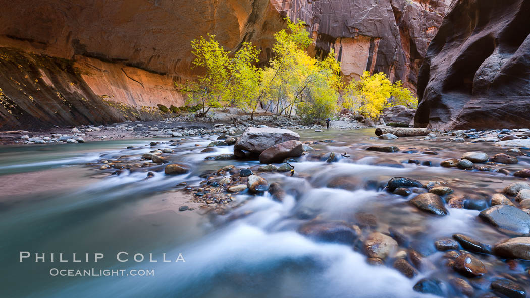 Cottonwood trees along the Virgin River, with flowing water and sandstone walls, in fall. Virgin River Narrows, Zion National Park, Utah, USA, natural history stock photograph, photo id 26128