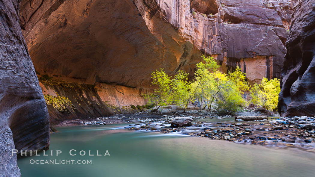 Flowing water and fall cottonwood trees, along the Virgin River in the Zion Narrows in autumn. Virgin River Narrows, Zion National Park, Utah, USA, natural history stock photograph, photo id 26105