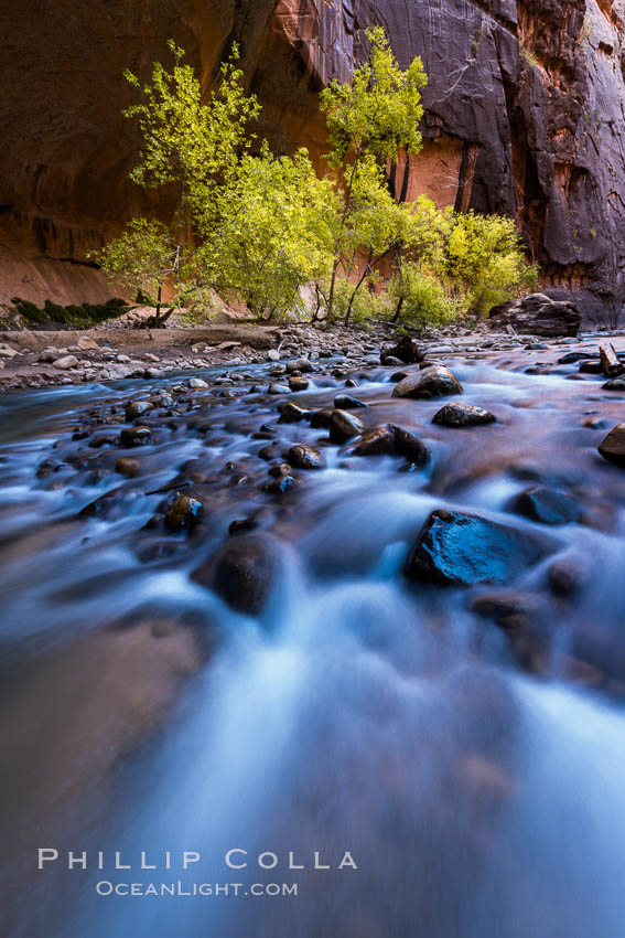 Fall Colors in the Virgin River Narrows, Zion National Park, Utah. USA, natural history stock photograph, photo id 32609