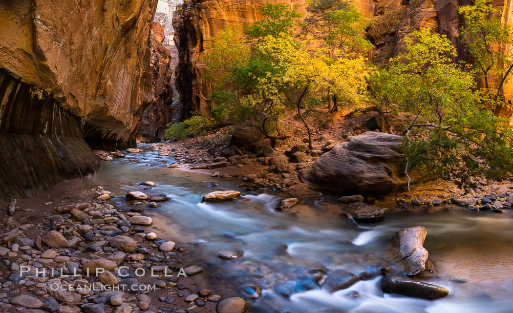 Fall Colors in the Virgin River Narrows, Zion National Park, Utah. USA, natural history stock photograph, photo id 32613