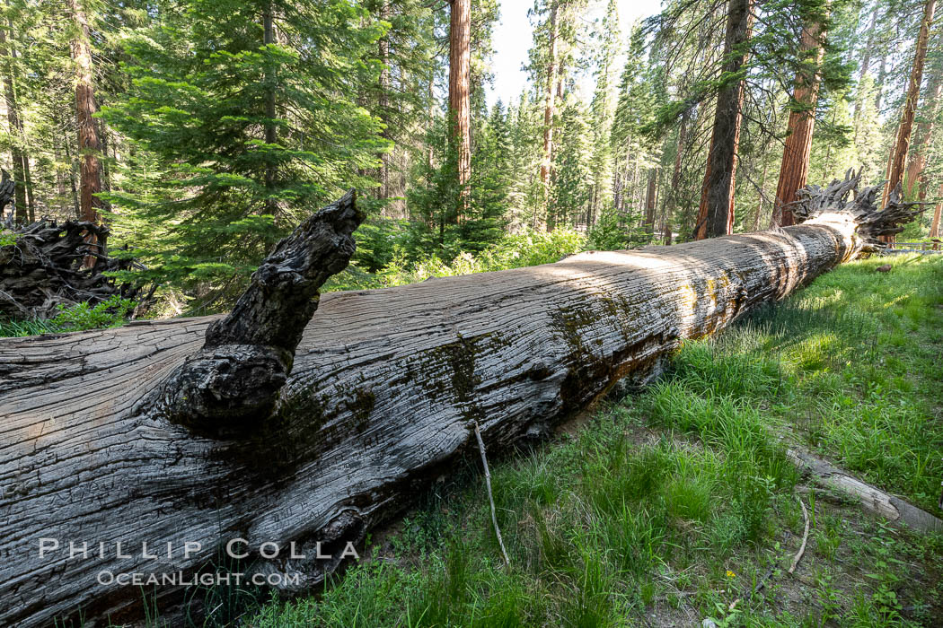 The Fallen Monarch tree. Giant sequoia trees (Sequoiadendron giganteum), roots spreading outward at the base of each massive tree, rise from the shaded forest floor. Mariposa Grove, Yosemite National Park. California, USA, natural history stock photograph, photo id 36399