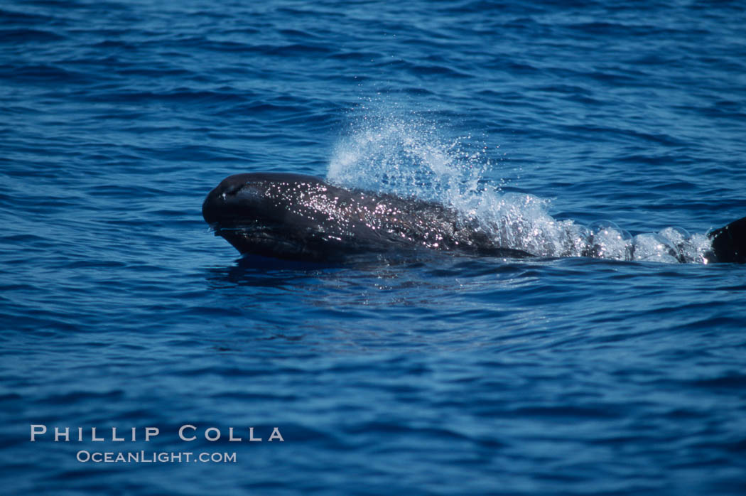 False killer whale. Lanai, Hawaii, USA, Pseudorca crassidens, natural history stock photograph, photo id 04566