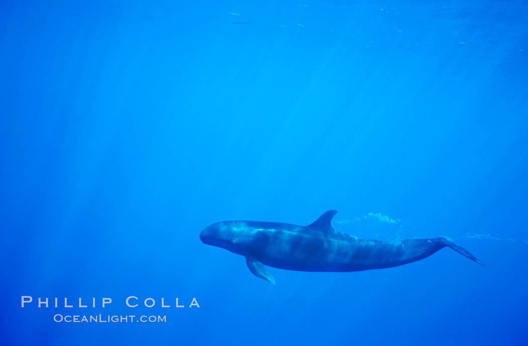 False killer whale. Lanai, Hawaii, USA, Pseudorca crassidens, natural history stock photograph, photo id 00556