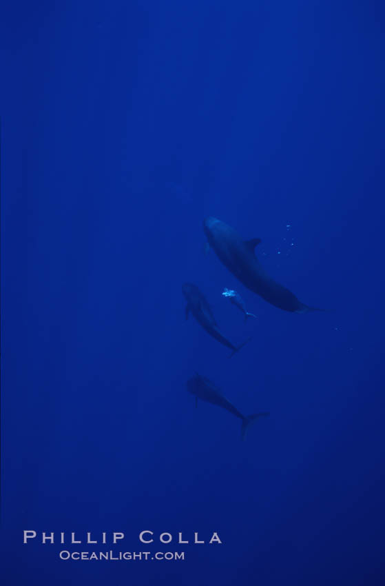 False killer whale. Lanai, Hawaii, USA, Pseudorca crassidens, natural history stock photograph, photo id 04515