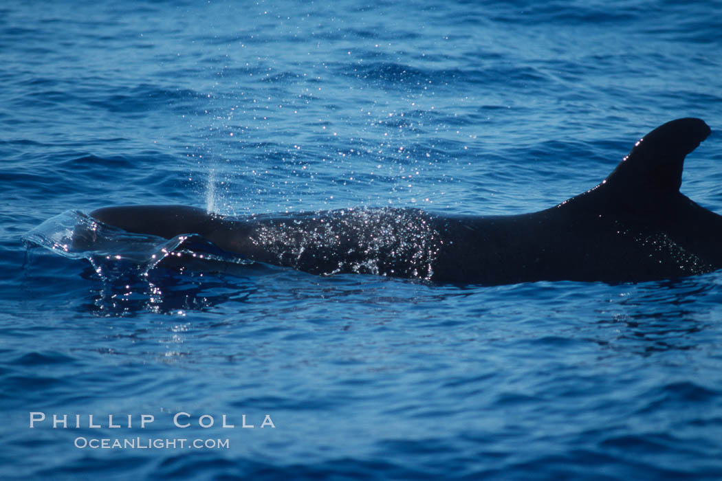 False killer whale. Lanai, Hawaii, USA, Pseudorca crassidens, natural history stock photograph, photo id 04569