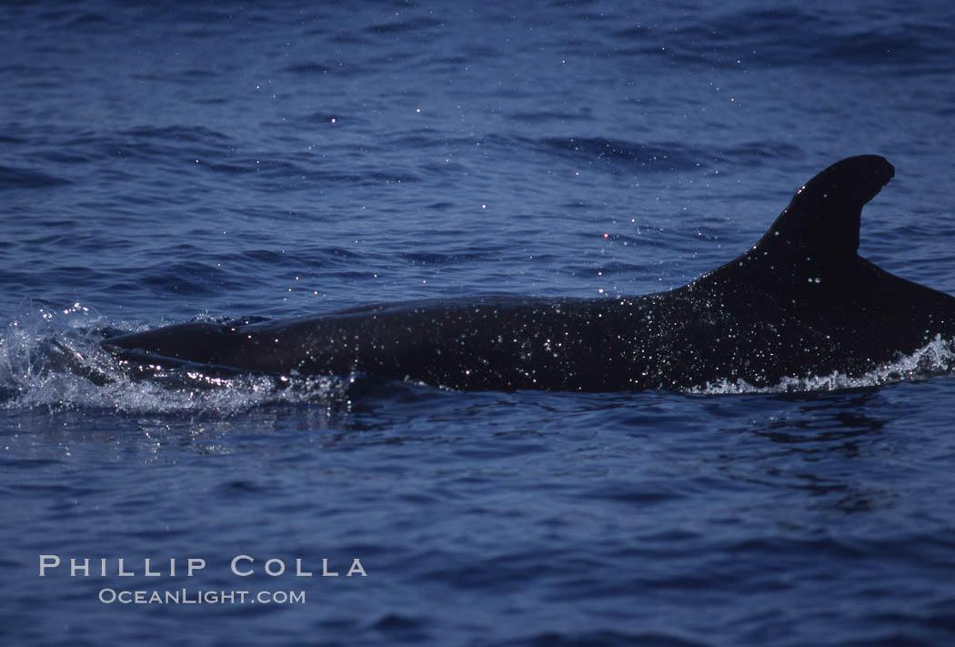 False killer whale. Lanai, Hawaii, USA, Pseudorca crassidens, natural history stock photograph, photo id 04570