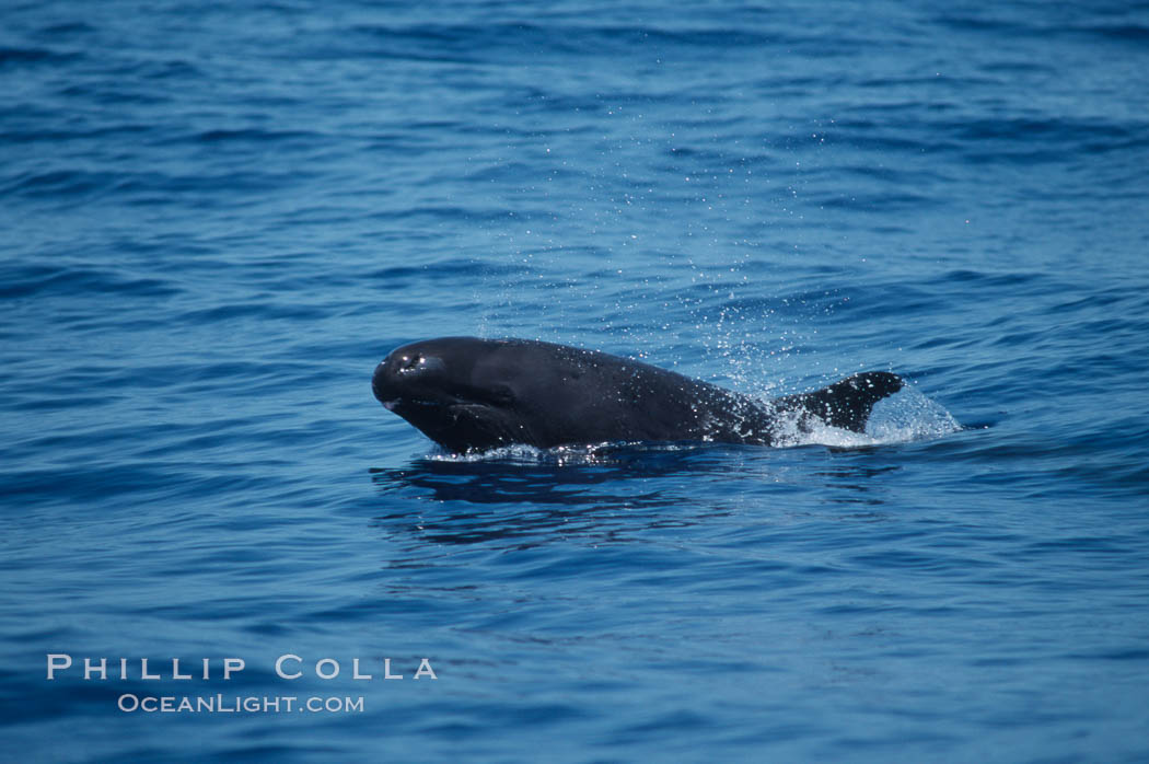 False killer whale. Lanai, Hawaii, USA, Pseudorca crassidens, natural history stock photograph, photo id 04567