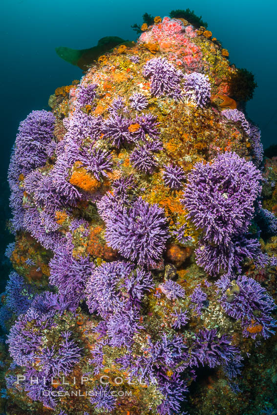 Submarine Reef with Hydrocoral and Invertebrates, Farnsworth Banks, Catalina Island. California, USA, Allopora californica, Stylaster californicus, natural history stock photograph, photo id 34188