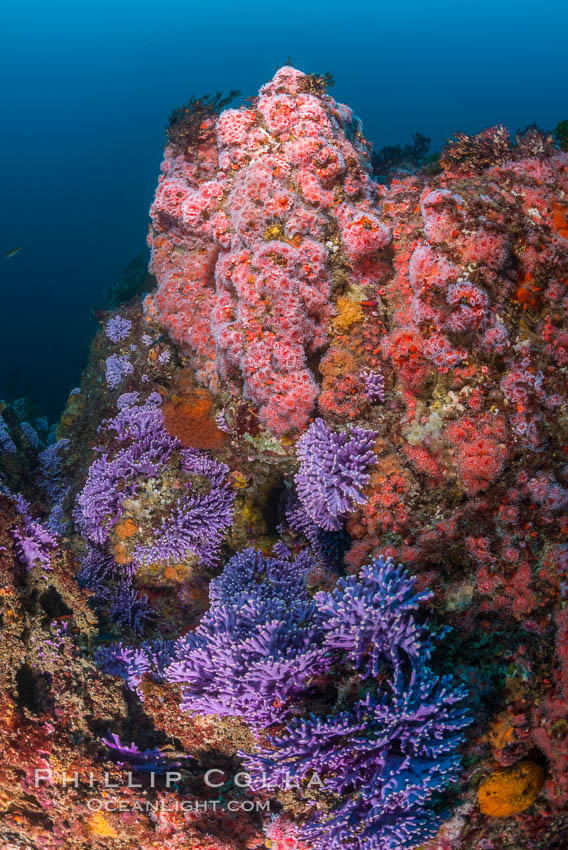 Submarine Reef with Hydrocoral and Invertebrates, Farnsworth Banks, Catalina Island. California, USA, Allopora californica, Corynactis californica, Stylaster californicus, natural history stock photograph, photo id 34187