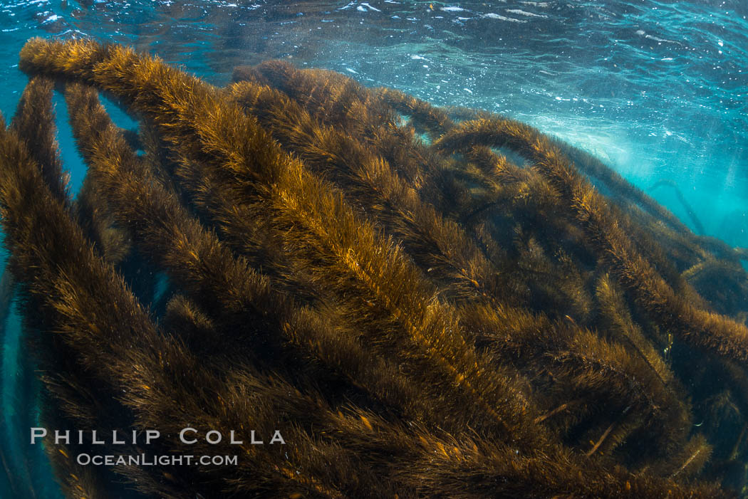 Feather boa kelp covers a rocky reef. Catalina Island, California, USA, natural history stock photograph, photo id 34171