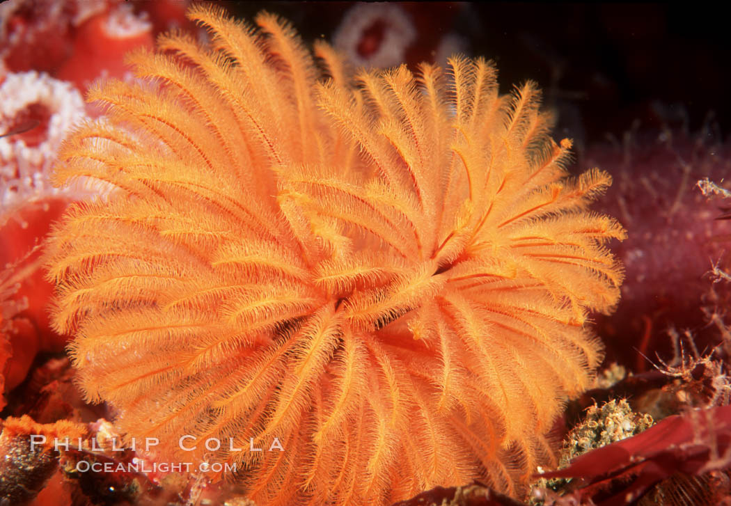 Feather duster worm. San Miguel Island, California, USA, Eudistylia polymorpha, natural history stock photograph, photo id 03294