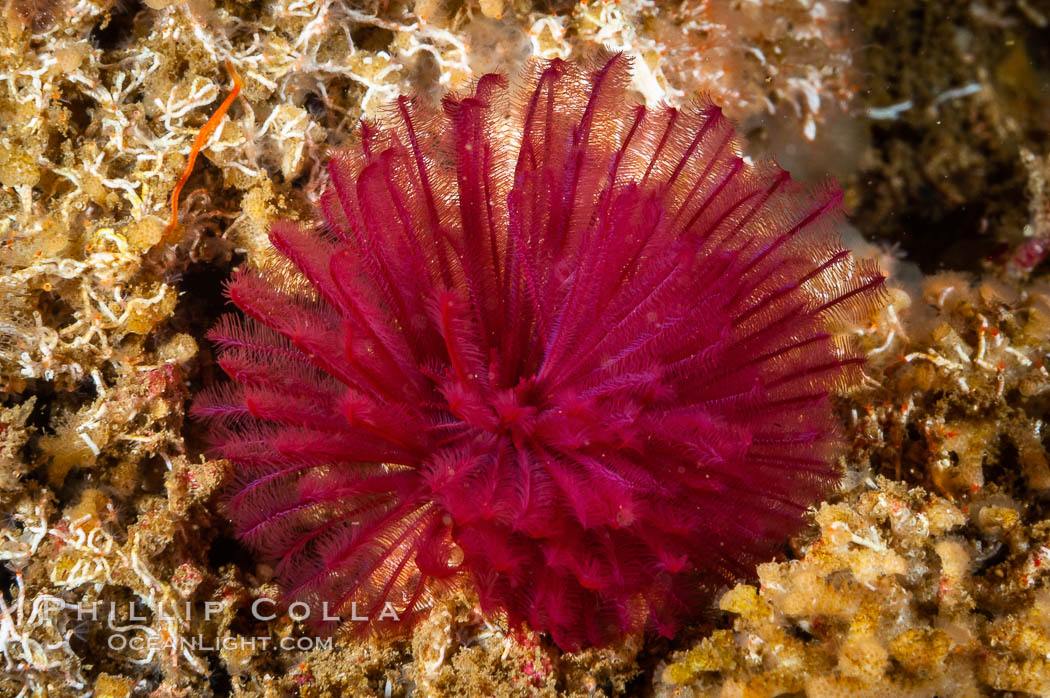 Feather duster worm extends from its hole in the reef to capture food floating by in the current, San Nicholas Island Island. California, USA, Eudistylia polymorpha, natural history stock photograph, photo id 10180