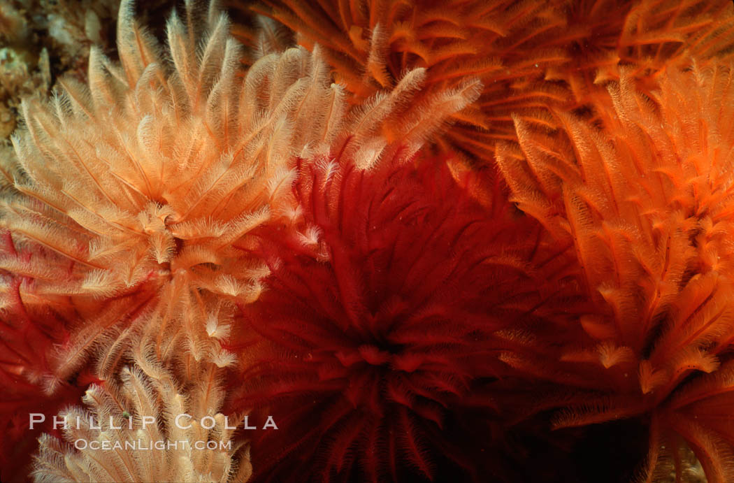 Feather duster worms. San Miguel Island, California, USA, Eudistylia polymorpha, natural history stock photograph, photo id 02545