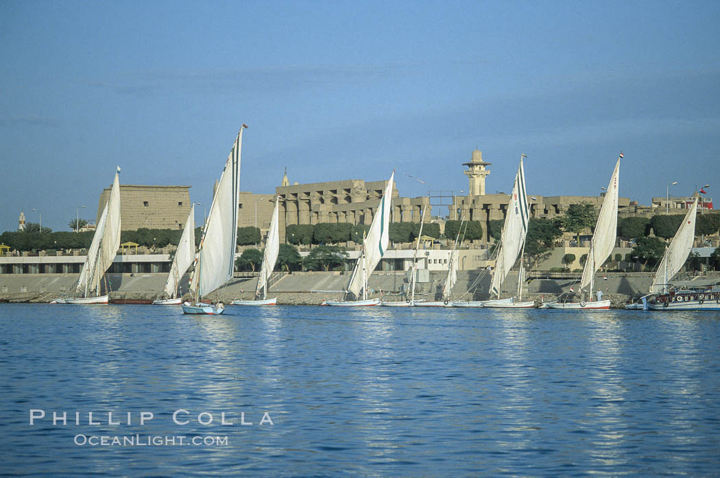 Feluccas, traditional Egyptian sailboats, sail the Nile River with Karnak Temple in the background. Luxor, natural history stock photograph, photo id 18499