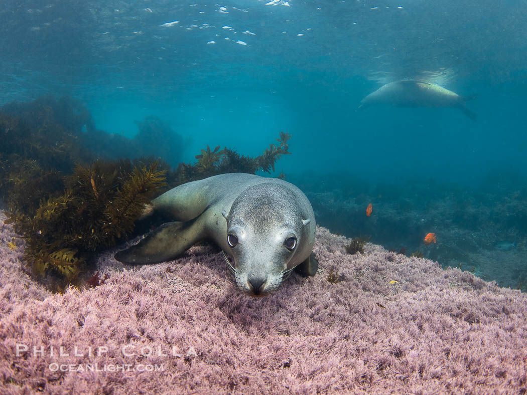 Female California sea lion laying on pink marine algae, Coronado Islands, Mexico., Zalophus californianus, natural history stock photograph, photo id 39766