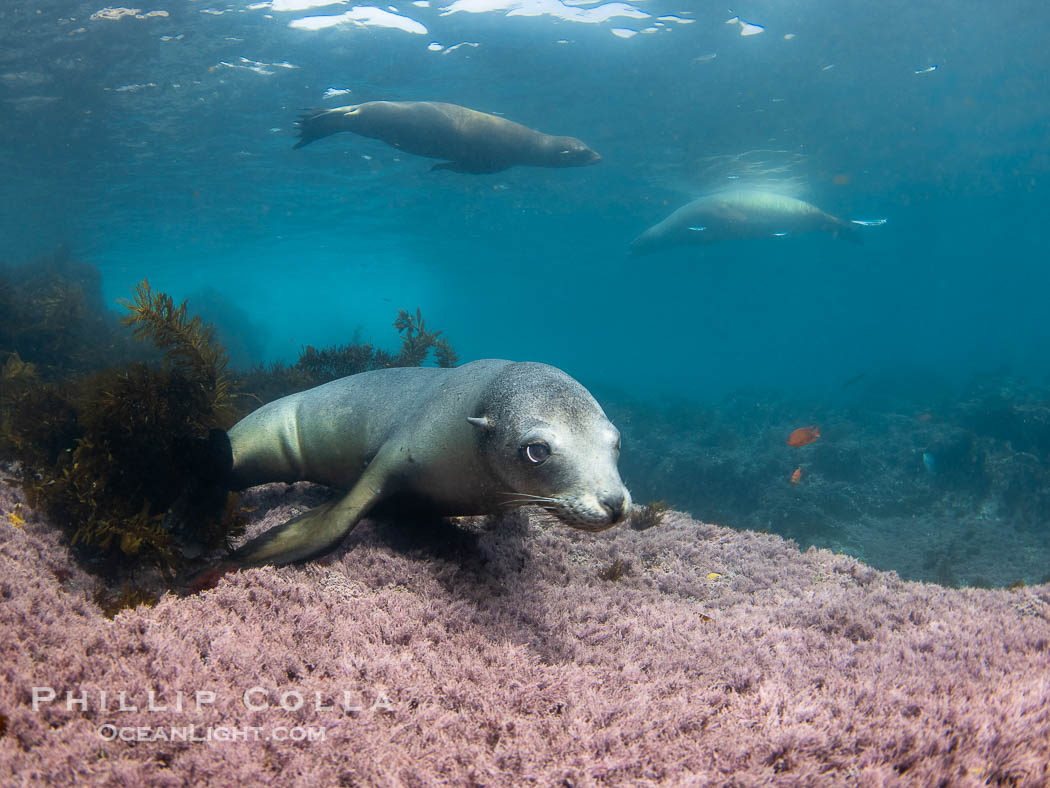 Female California sea lion laying on pink marine algae, Coronado Islands, Mexico., Zalophus californianus, natural history stock photograph, photo id 39765