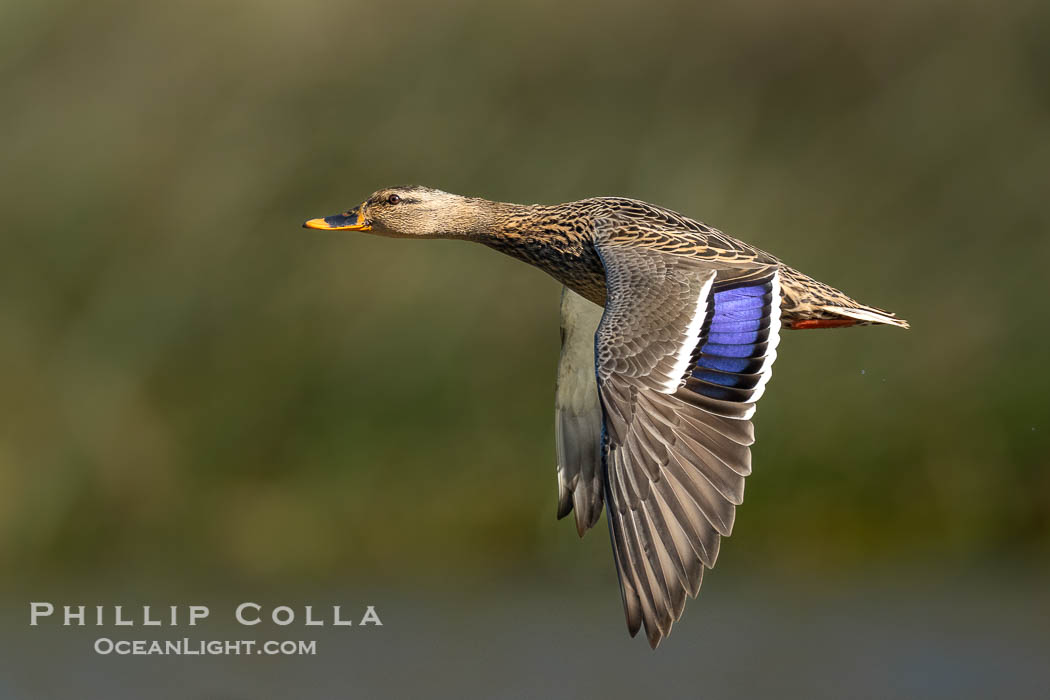 Female Mallard Duck in Flight showing Purple Speculum on Wings, Lake Wohlford. Escondido, California, USA, natural history stock photograph, photo id 40910